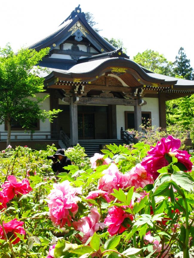 真言宗豊山派、安楽山 誓光院 観音寺は、広大な境内と四季折々に咲く多くの花で埋めつくされ、地域の方々の心のオアシスになっています。<br /><br />観音寺については・・<br />http://www.kannon-ji.jp/<br /><br />