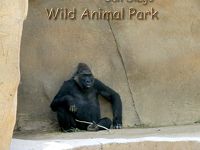 Wild Animal Park  サンディエゴ　ワイルド　アニマル　パーク