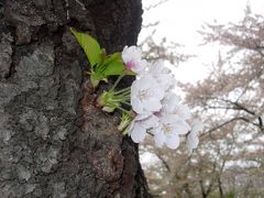 北海道の桜を求めて2006 2nd Challenge ～北上展勝地の桜