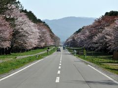 北海道の桜を求めて2009 4th Challenge (4)静内　二十間道路桜並木