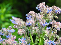 It's a macro world　 植 物 編