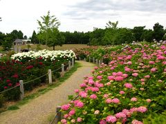 蜻蛉池公園　　紫陽花の観賞に