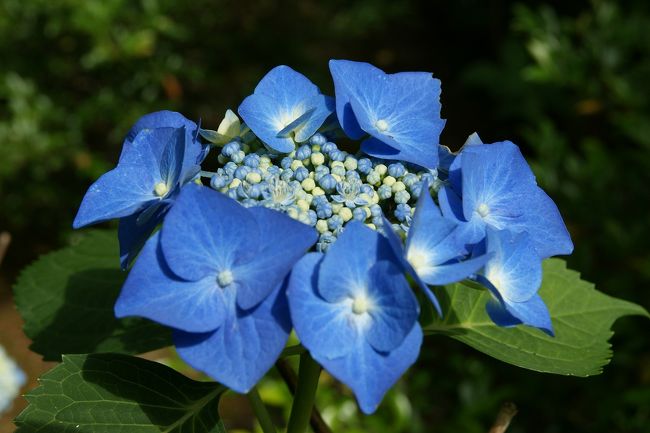 朝 今日は曇り空だけど何かないかなと何気なくnetを見ていたら紫陽花が目に停まりそれならばと二尊院に見に行って来ました。<br />いつも撮ってから思うこと　　日の丸構図が多いな・・・