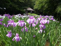 明治神宮の花菖蒲