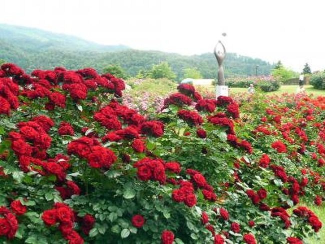 東沢バラ公園 その１ 村山 河北 山形県 の旅行記 ブログ By さくらampanさん フォートラベル