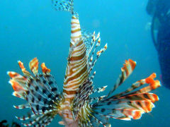 東京　八丈島旅行記