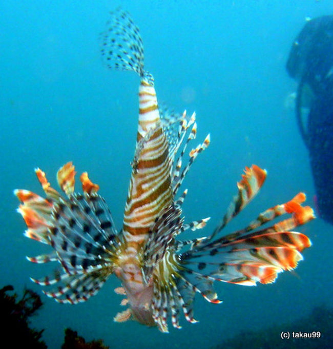 二泊三日で八丈島に行ってきました。ダイビングと八丈島島巡りをしてきました。