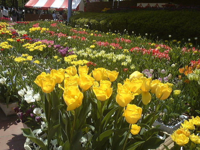 砺波(となみ)チューリップ公園へ行って来ました。<br /><br />イメージではチューリップが咲き誇り・・・<br />だったのですが＾＾<br /><br />まだまだでした。ほとんどつぼみを観賞するだけに。。。<br />わざわざ来たのにぃ