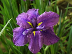 ２００９年６月　湯河原　雨が降っても安心！室内の花菖蒲展