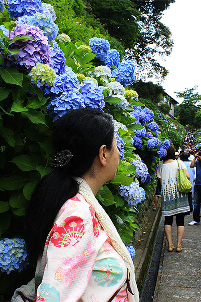 鎌倉紫陽花巡りの旅もいよいよ残す所、あとわずか！<br />本来ならば、2日に分けて「成就院」や「長谷寺」に来たかった。<br />だけど、どうにもこうにも足が止まらない！<br /><br />生まれて初めて江ノ電にも乗ったけど<br />電車から住宅の距離が近くて<br />住んでいる方のお家が丸見えで、ビックリ！<br /><br />鎌倉ってこんなに楽しい所だったのね。<br />今まで映画やドラマでしか見た事なかった地を<br />自分の足で歩いて、しみじみ好きになってしまいました。<br /><br />http://www.kamakuratoday.com/plan/ajisai2.html<br /><br />1.「明月院」→2.「浄智寺」→3.「東慶寺」→4.「英勝寺」→<br />5.「Le Point Ouest（ル・ポワン・ウエスト）」でランチ→<br />6.「旧安保小児科医院」→7.「成就院」→8.「御霊神社」→<br />9.「長谷寺」