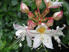 USA  San Franciscoの休日?　植物園　Botanical Garden　～ミツバチばあやの冒険～