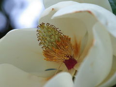 またまた京都府立植物園へ　初夏の花と戯れて～