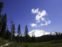 Mt. Shasta & Redwood