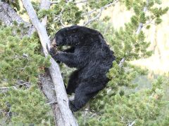 イエローストーンと動物たち