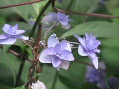 初夏の六義園を訪問する?和の紫陽花を愛でる