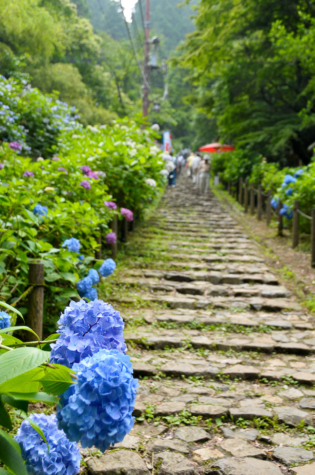 太平山神社とアジサイ 栃木 壬生 都賀 栃木県 の旅行記 ブログ By フロッガーさん フォートラベル