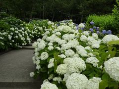 八景島☆約2万株のあじさい『八景島あじさい祭り』’09