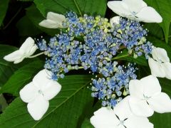 神戸市立森林植物園のあじさい（コンデジ版）