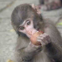 2009年6月梅雨の九州旅行　その３　大分（高崎山自然動物園）