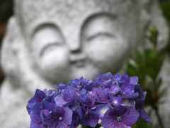 ひとり旅 ［555］ 神宮寺あじさい祭り＜紫陽花を観賞してきました＞広島県府中市