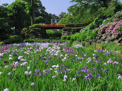 小田原城の紫陽花&花菖蒲
