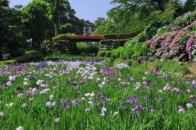 梅雨の晴れ間に小田原城の紫陽花と花菖蒲に出かけて見ました