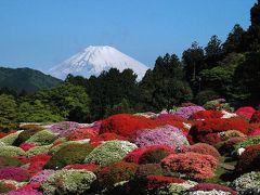 箱根のツヅジへ