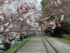 京都　醍醐寺　大枝垂れ桜　（２日目）桜を求めて