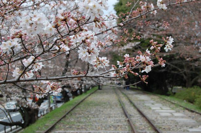１日目に、醍醐寺などの桜を見た後、京都市内を桜を求めて訪ねた。桜にはまだ早いと思ったが、何とか見ることが出来た。<br /><br />１日目<br />京都御苑、醍醐寺<br />２日目<br />二条城、インクライン、南禅寺、哲学の道、円山公園、東本願寺など駆け足で回った。<br /><br />１日目はこちら<br />http://4travel.jp/traveler/stakeshima/album/10307898/
