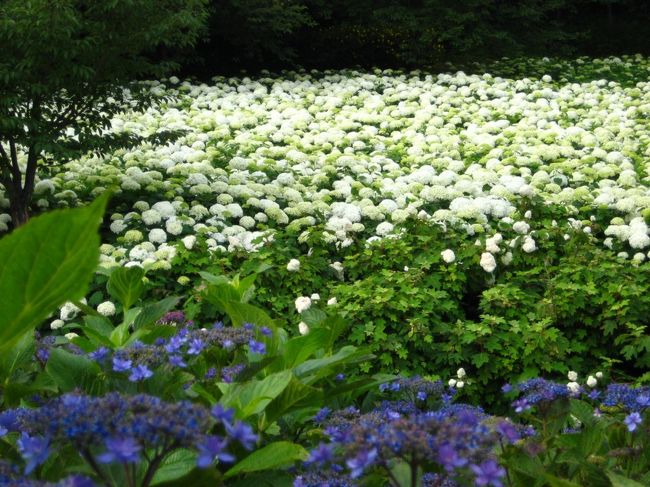 この公園には多くのアジサイがあるなか、アナベルという種類が特に多く植わっています。<br />アナベルの色は黄緑から白へと変化します。<br /><br />アナベル畑の白い絨毯化を期待してまた行ってきました。