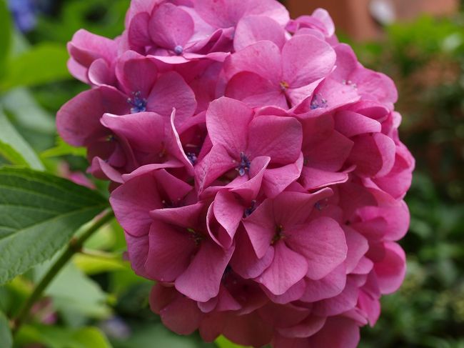 東京　北区の飛鳥山は桜の花が江戸の昔から有名ですが<br /><br />アジサイの花は余り知られていません<br /><br />山の上でなくＪＲ線路沿いですから<br /><br />王子駅から綺麗に見えます<br /><br />隣の上中里駅から線路沿いの歩きました。<br /><br />　　義臣　関連　旅記<br />紫陽花の咲く飛鳥山下ー１<br />http://4travel.jp/traveler/jiiji/album/10155526/<br />紫陽花の咲く飛鳥山下ー２<br />http://4travel.jp/traveler/jiiji/album/10155775/<br />２００９　飛鳥山下に紫陽花咲くー１<br />http://4travel.jp/traveler/jiiji/album/10350578/<br />２００９　飛鳥山下に紫陽花咲くー２　新型都電発見<br />http://4travel.jp/traveler/jiiji/album/10351020/ <br />