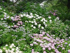 権現堂公園（幸手桜堤）であじさい