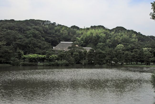 ドライブと花の写真を撮りに鎌倉へ行く予定が、出かけるのが遅くなったのでナビで横浜　花の見所で検索したら、三渓園と出たので<br />行ってきました。<br />菖蒲は花の盛りは終わりのようでしたが、紫陽花が綺麗に咲いていました。この日は曇りでしたが暑く、愛犬を連れていったので（犬は入園不可）ゆっくりも出来ず、山下公園へと向かいました。<br />こちらも薔薇は終わりでしたが、愛犬をつれて散歩してる人が沢山いました。公園には水呑場があるのでワンちゃんも新鮮なお水が飲めます。ワン連れで行動は制限されましたが満足できました。<br />