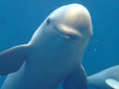 鳥羽水族館と伊勢神宮めぐり（鳥羽編）