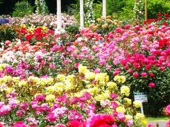 京成バラ園−01　バラ色に彩られた園で　☆ローズ･ユミも満開