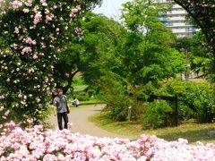 京成バラ園−02　アニバーサリー・ガーデンも　☆創業50周年記念に