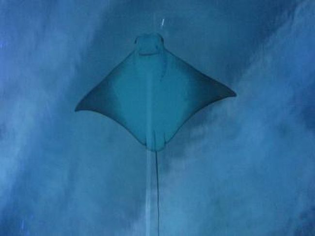 マレーシアのセレベス海に浮かぶマタキン島へ行ってきました。<br />今回はハネムーンだったのでちょっと長めの滞在です。モルディブにするかマタキンにするか、<br />どちらも前から行きたかったのでとても悩みましたが、乾季のマタキンに決めました。<br />(モルディブもいつか行こうと思います。アドバイスくださったトラベラーの皆さん、ありがとう)<br />マタキン島への旅行はジスコ・ボルネオ社さんに、クアラルンプールのホテルや送迎は<br />WENDYツアーさんにお願いしました。<br /><br />マタキン島、そしてシパダン島の海は本当に美しく、忘れられないダイビングに。<br />またクアラルンプール(以下KL)ではお買い物にグルメにマッサージ、と楽しく遊んできました。<br />ちなみに、今回の私のぶんの旅費は義母にプレゼントしていただきました♪<br />よい旅行になりました、ありがとうございました!<br /><br />この旅行記は その?、KL編となりますので<br />よろしければ前回の同タイトルのその?からご覧ください。<br /><br />