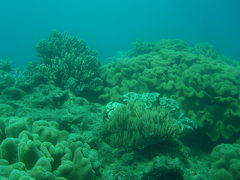 恩納村でダイビング