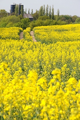 ドイツの春は、それまでの暗くて重い冬景色を明るく塗り替えてくれる黄色い花が多いと思うSUR SHANGHAI。<br />公園のレンギョウの茂み、そして郊外の畑や野原は薄青い空をバックに菜の花やタンポポで一面の金色！<br /><br />４月も半ばを過ぎた頃にドイツを訪れると、飛行機からも緑と黄色のパッチワークになった畑や野原が広がっているのが見えるんです。<br />民家の赤い屋根がその合間に点々と見えるのもいい風情。<br /><br />これは別にハンブルクだけに限った事じゃなくて、これまでに住んだ事のあるシュツットガルトやフランクフルト、デュッセルドルフでもそうだったっけ。<br /><br />旦那は春先にも訪れるドイツ。SUR SHANGHAIは春先の訪問は久しぶり。<br />ハンブルクでのあれこれの合間に、ちょっとドライブも兼ねて郊外の菜の花畑へ行ってみます。<br /><br />表紙の画像は、ハンブルク国際空港近くの菜の花畑。