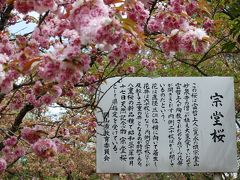 花弁が60枚もある珍しい桜、「宗堂桜」の花見