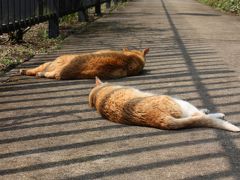 「あじさいの鎌倉」のはずが、江ノ島ではしゃぎすぎてあじさいを見れなかったの旅【1／全2巻】　【江ノ島】