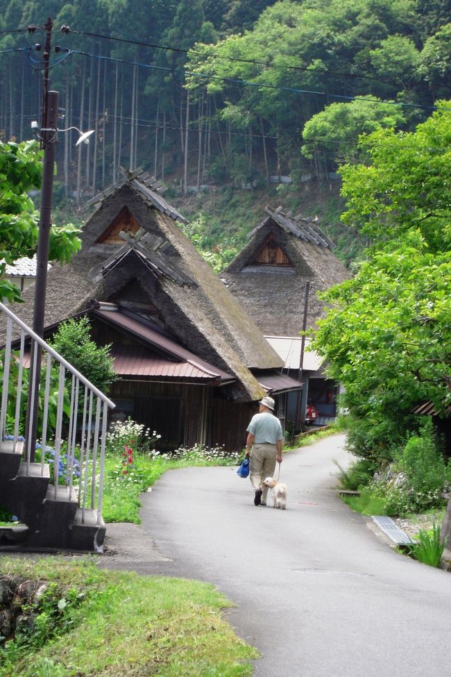 随分前から1度訪れてみたかった美山町。<br />茅葺屋根の集落としては、世界遺産に登録されている白川郷が有名だけれど、<br />美山町の集落は日本で3番目に大きな集落だそうです。<br /><br />近いのでいつでも行けるという気持ちからなかなか行けてませんでしたが、初夏のキモチイイ日差しの中、ドライブしてきました。<br />かなり観光化された町並みと人の多さに驚いた美山町。<br />他府県からの車も多く、意外と知れ渡っているんだなって感じました。<br />観光化されているとはいえ、素朴な雰囲気の茅葺屋根と<br />咲き誇る季節のお花や山の緑に癒された日になりました。<br /><br />
