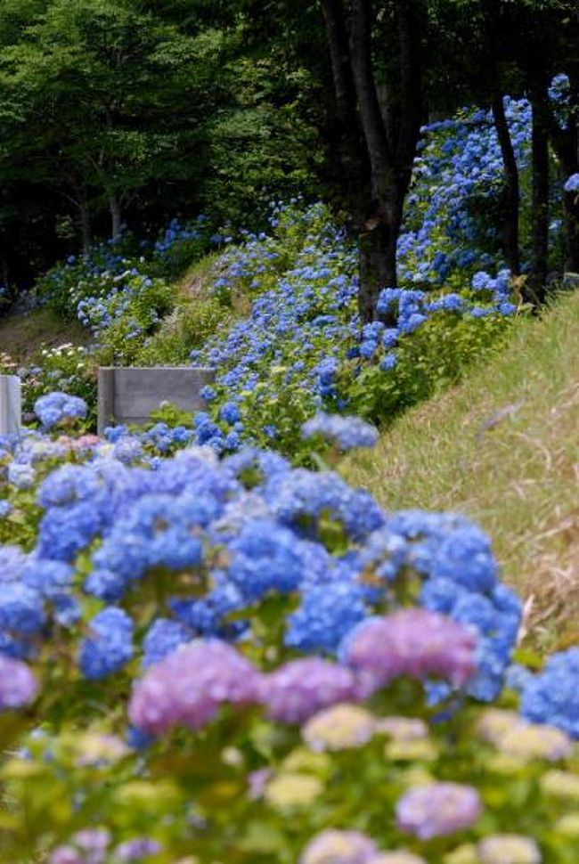 09紫陽花シリーズ 4 板取あじさい村 関 岐阜県 の旅行記 ブログ By 風に吹かれて旅人さん フォートラベル