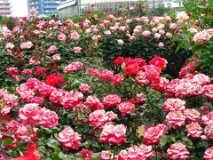 京成バラ園−04　名花選：つるバラも多彩に　☆オールド･ローズも
