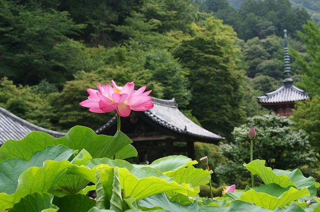 「京都の花寺」三室戸寺。<br /><br />春は桜、つつじやシャクナゲ。<br />秋はもちろん紅葉。<br /><br />今はあじさいと蓮が見ごろです。<br />雨の降らへん間にさっと行ってきました。