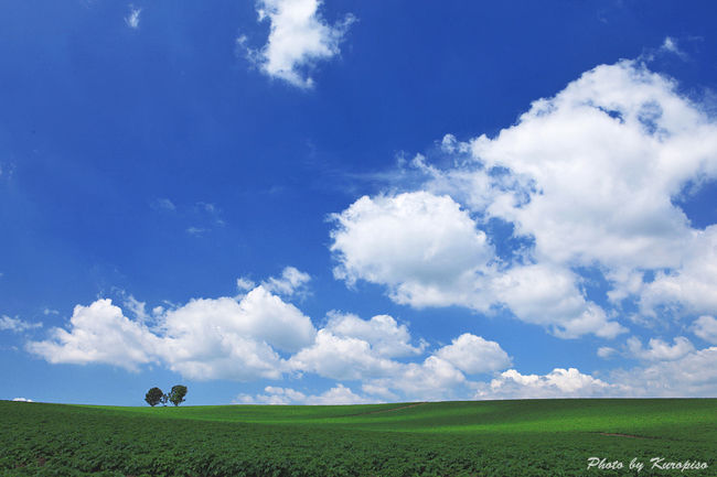 北海道の代表的な風景。。<br /><br />ここは美瑛。<br />青い空の広がる丘のまちです。