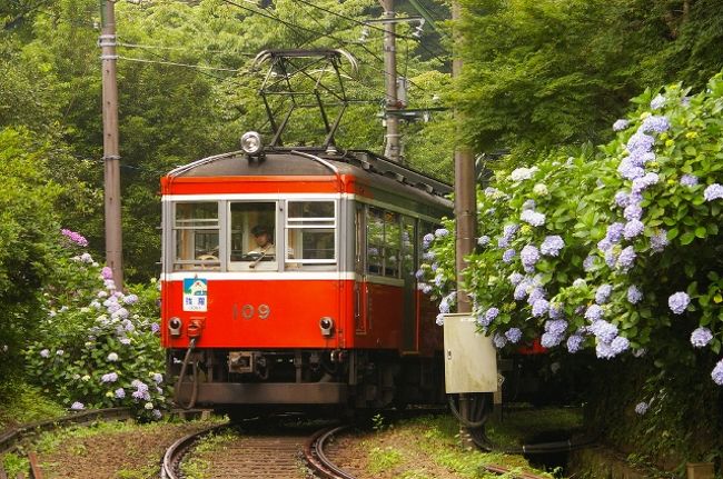 今年も アジサイ電車の撮影に行ってきました。<br /><br />宜しければ 昨年 アジサイ電車を撮り歩いた際の<br />ブログもアップしてありますので、ご参照願います。<br /><br />http://4travel.jp/traveler/spitfirebuzz90/album/10253084/<br /><br />では 昨年とは 微妙に場所を変えて撮影した、今年の<br />アジサイ電車を お楽しみ下さい。　<br /><br /><br />