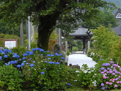 2009紫陽花シリーズ（6）全長寺