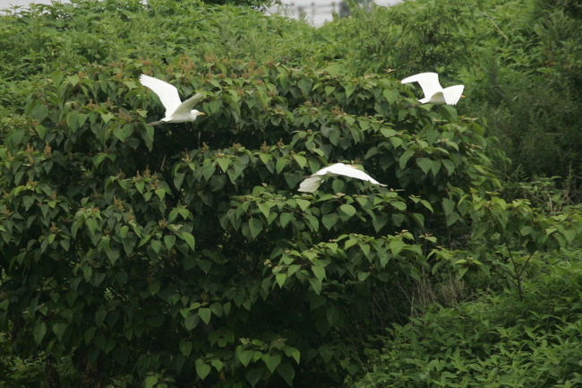 梅雨の中休み、曇り空ですが緑道散歩<br />キャンベルタウン野鳥の森〜弥栄小近辺までの散歩。<br />＊実は電池切れで弥栄小近辺で折り返すという情けない散歩でした。<br /><br />