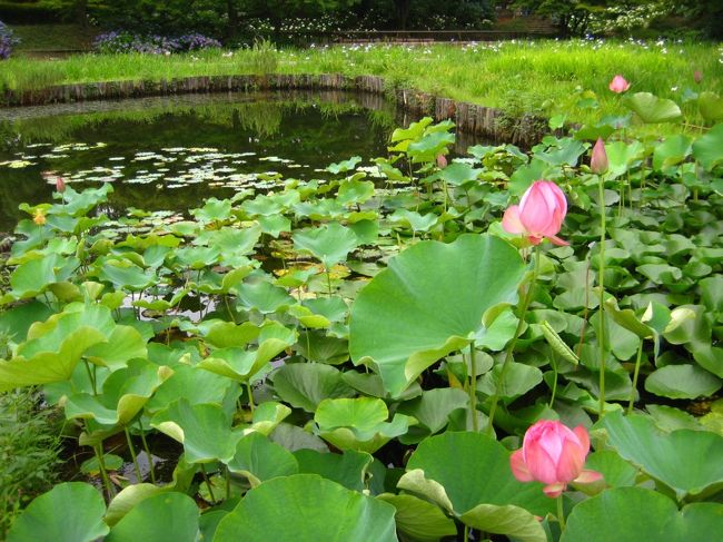 どーんとした花畑はない時期ですが、<br />緑が茂り、所々に様々な花が咲いていました。